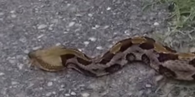 Cincinnati snake